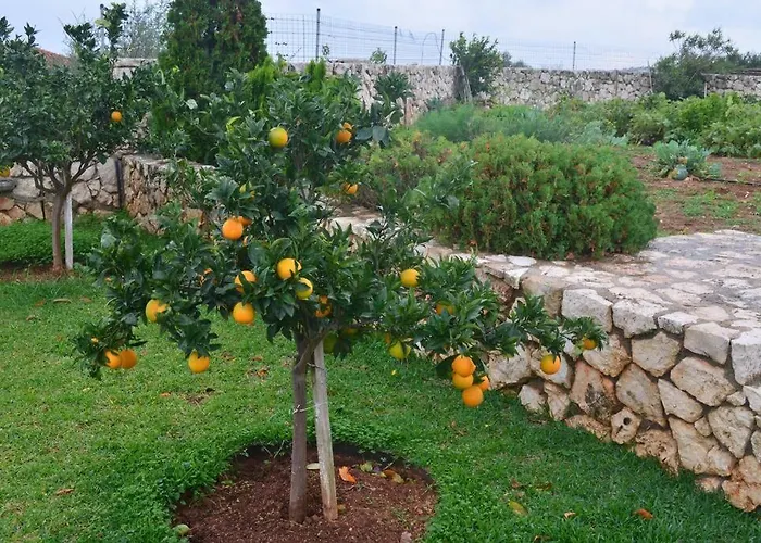 Paloma *